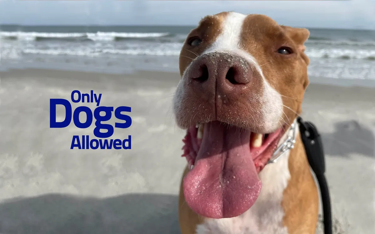 A joyful dog looks directly at the camera with the vast ocean and sandy beach in the background. The scene captures the playful spirit of a beach outing, with the shoreline stretching out and gentle waves rolling in, suggesting a pet-friendly, family-friendly environment perfect for outdoor adventures.